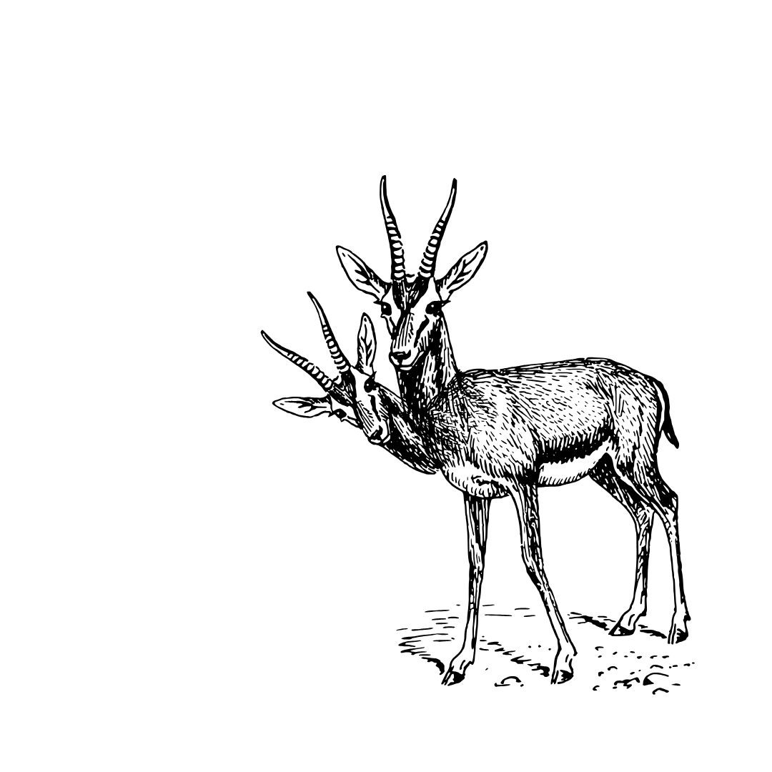 Antique engraving of an antelope