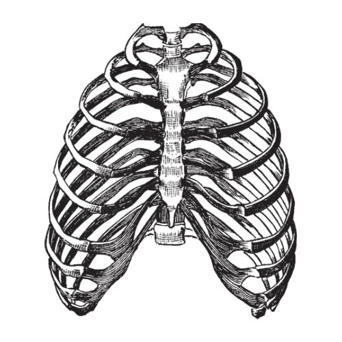 Vintage anatomical drawing of a rib cage